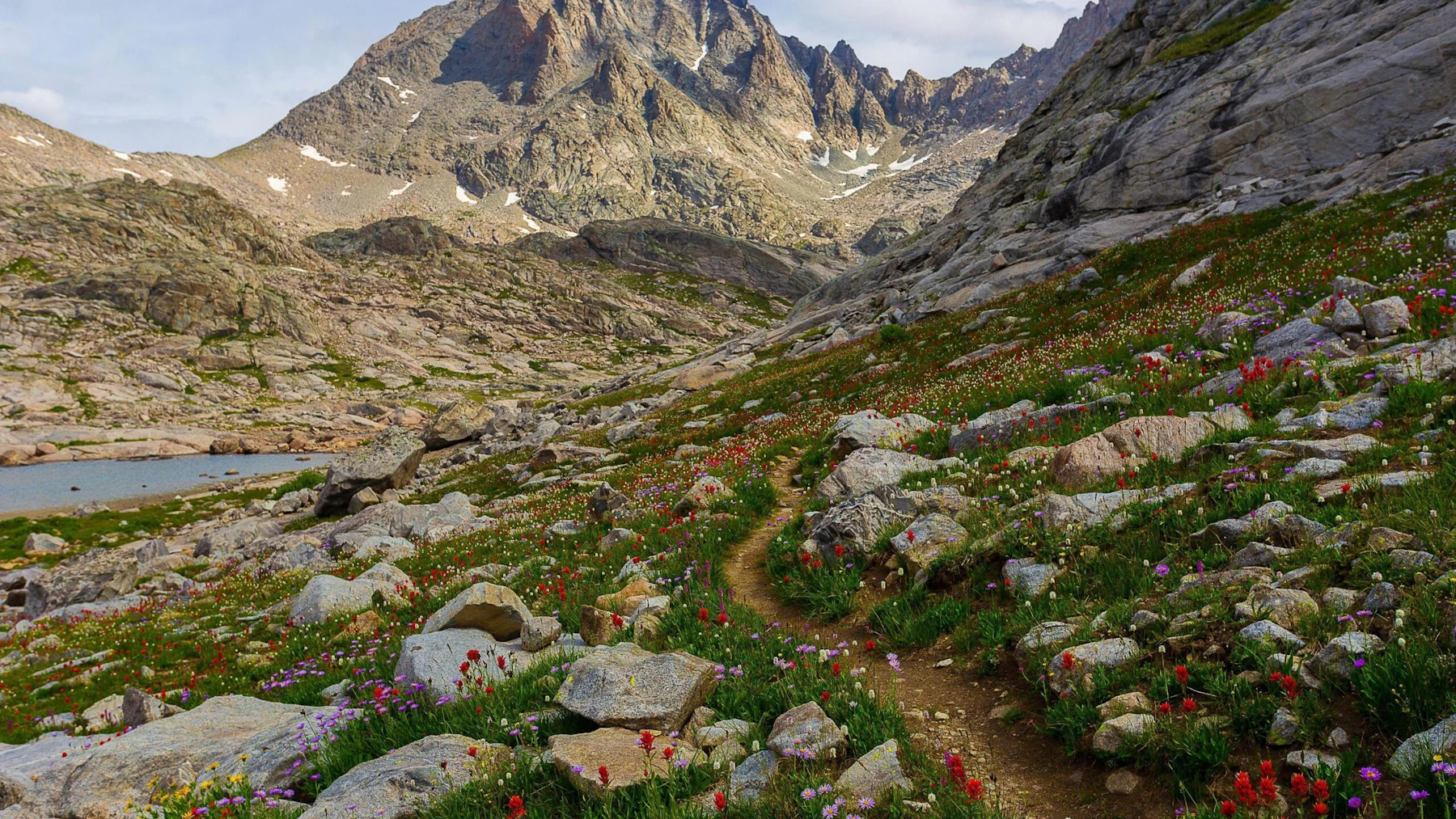 Trail through wildflowers.
