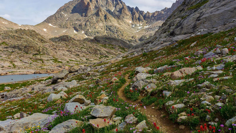 Trail through wildflowers.