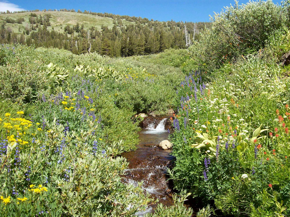 Sierra NF Paradise Valley USFS