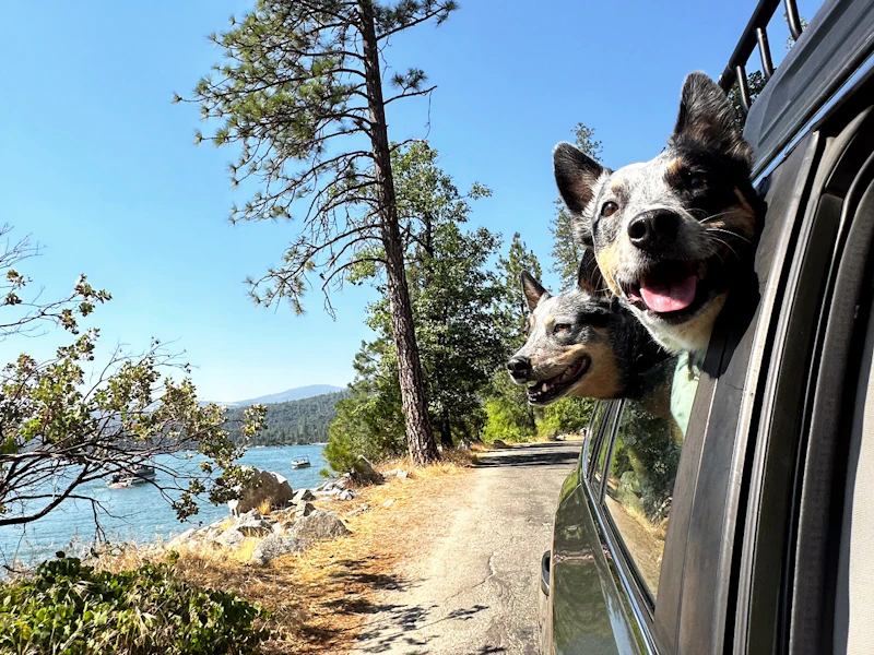 two dogs stick their heads out the window on a dirt road near a lake