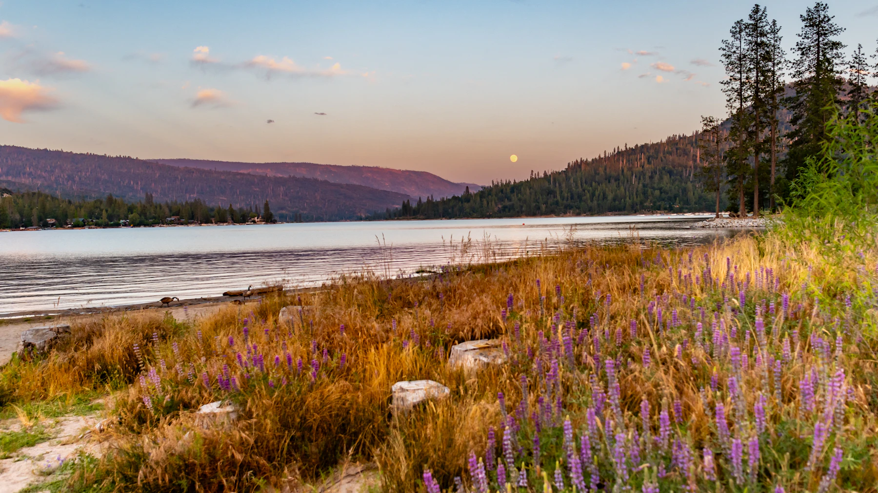The Strawberry Moon rises as the sunsets over Bass Lake. The lupine are still lush and bright purple as the sky starts to match with its hues.