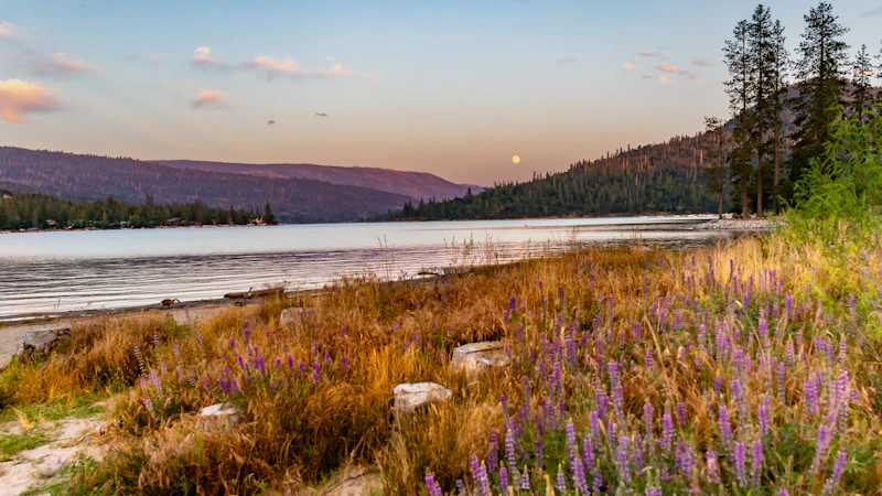 The Strawberry Moon rises as the sunsets over Bass Lake. The lupine are still lush and bright purple as the sky starts to match with its hues.