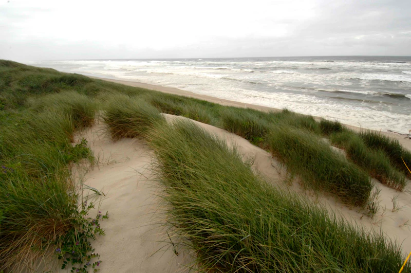 sandy path through tall grasses down to the ocean