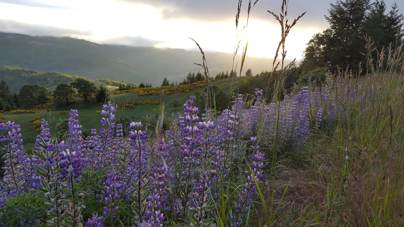 Lupine.