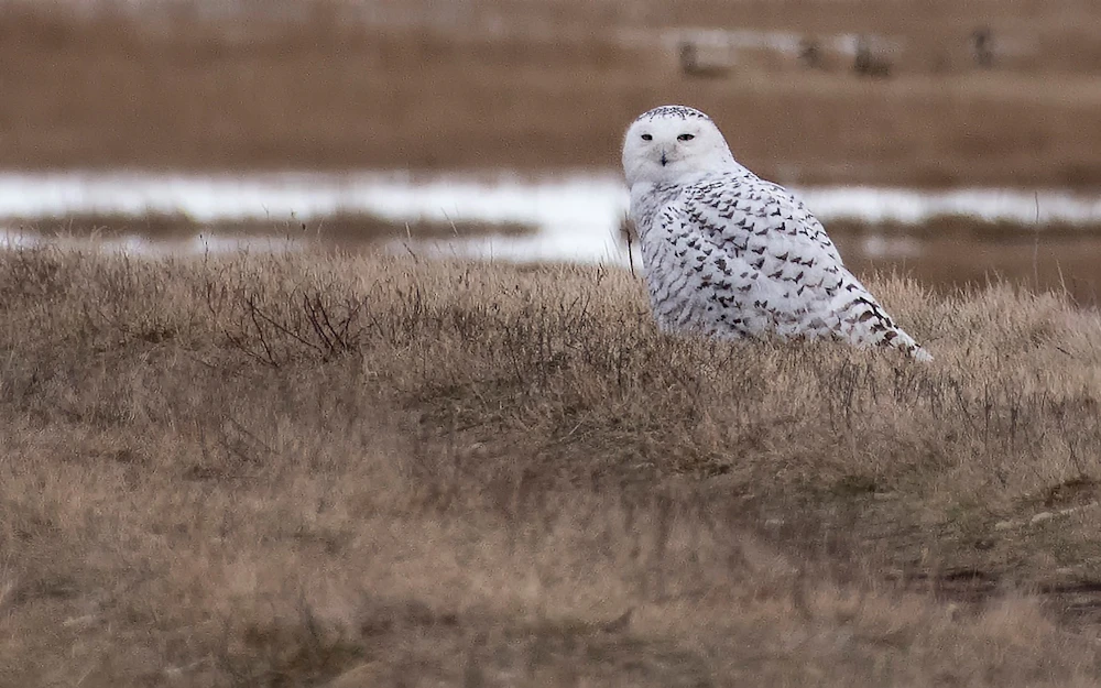 Snowy Owl flickr Public Domain Credit Matt Poole USFWS