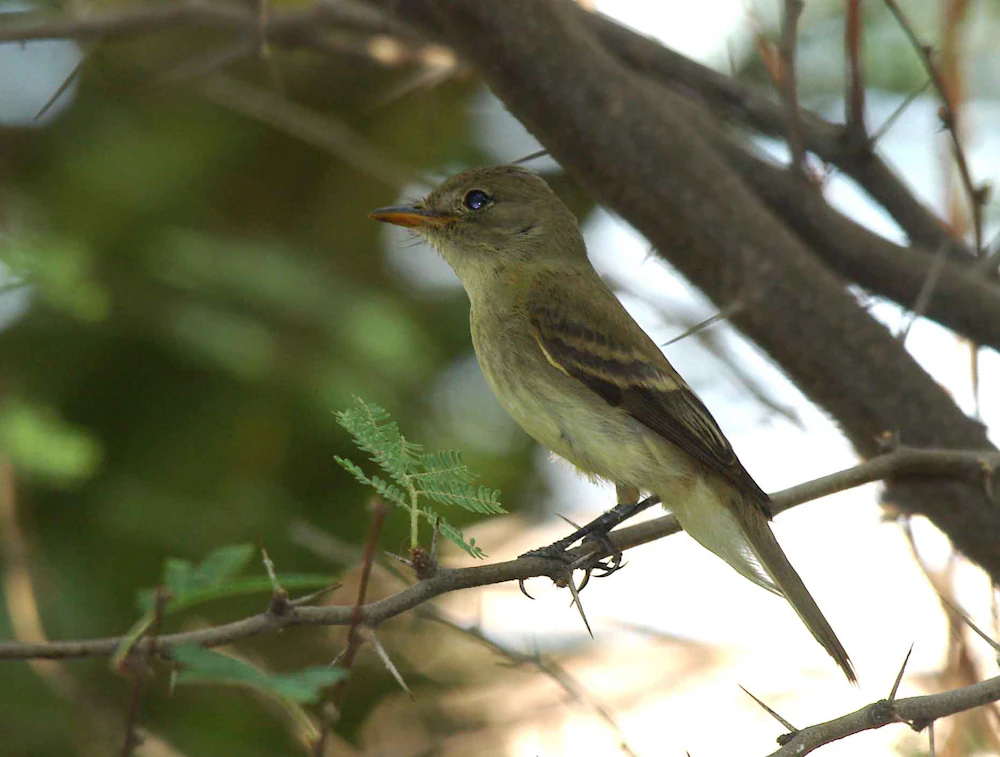 Southwestern Willow Flycatcher Credit Pacific Southwest Region Usfws