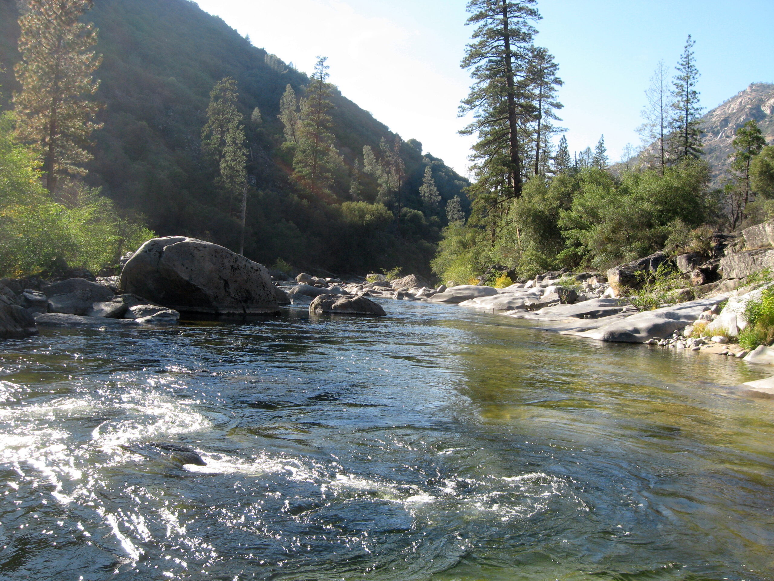 a river flows through a forest