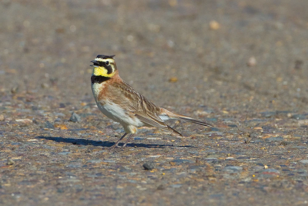 Streaked horned lark USFWS photo David Leonard