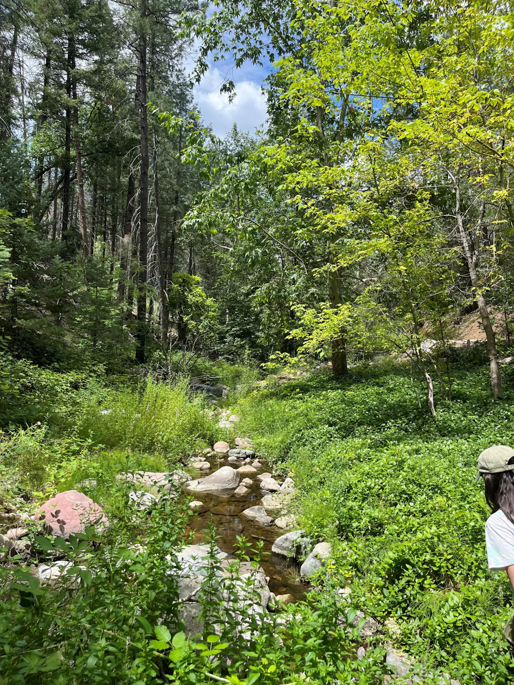 Stream Habitat 3