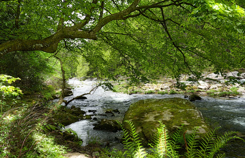 River view from the wooded bank.