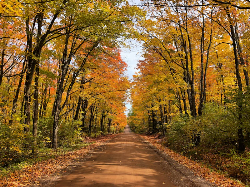 Road through an autumn forest.