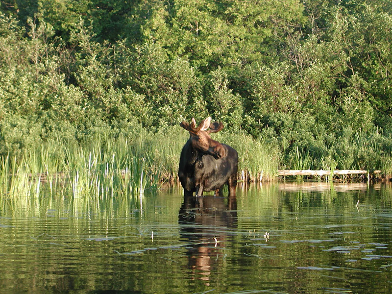 Superior-NF Moose USFS