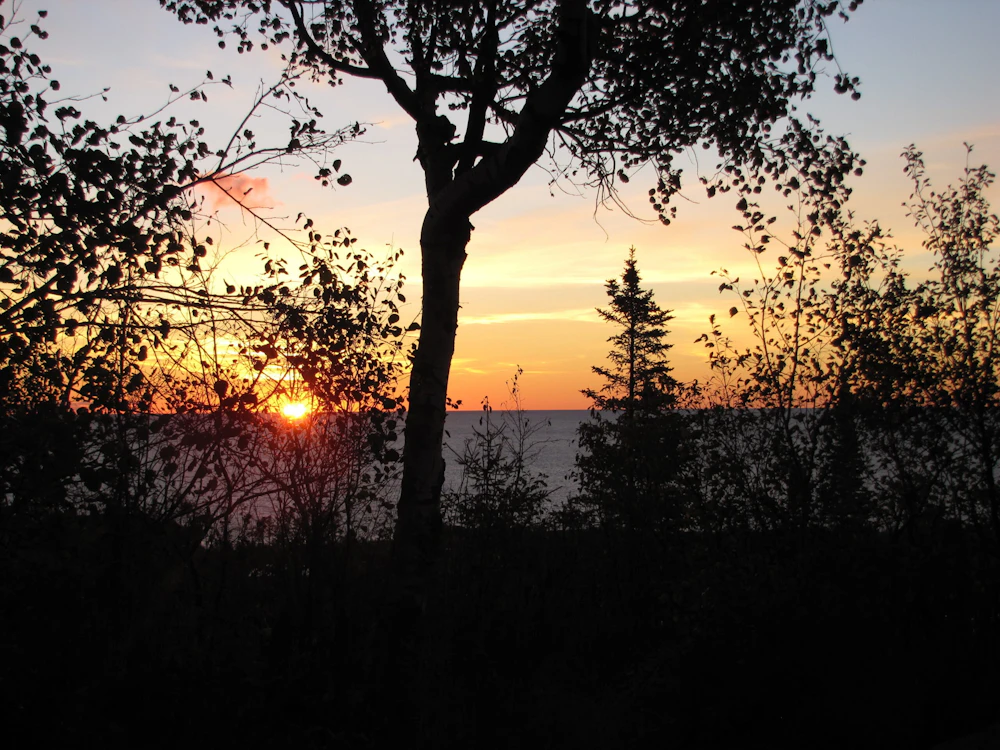 trees silhouetted against the sunset