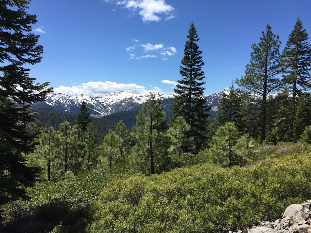 Tahoe NF Big Chief Trail View