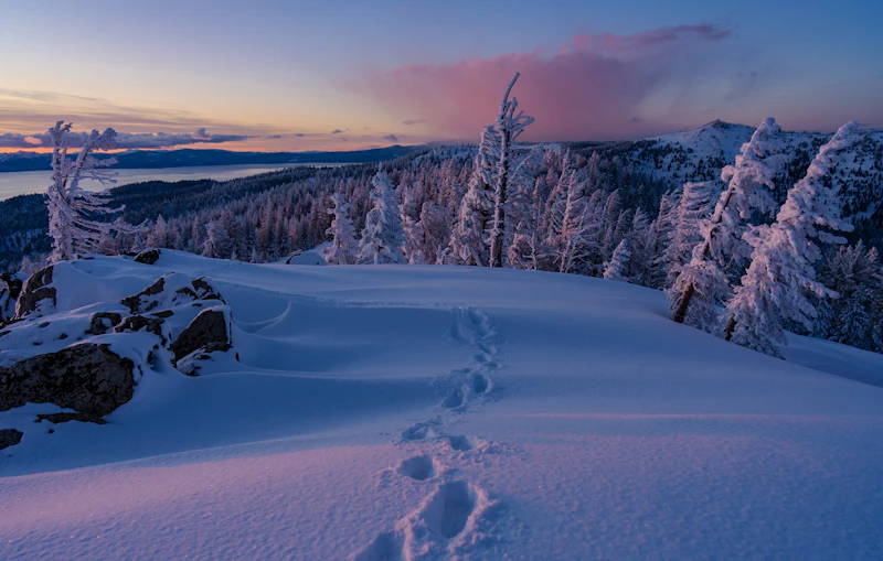 Footprints in a snowy forest at dusk.