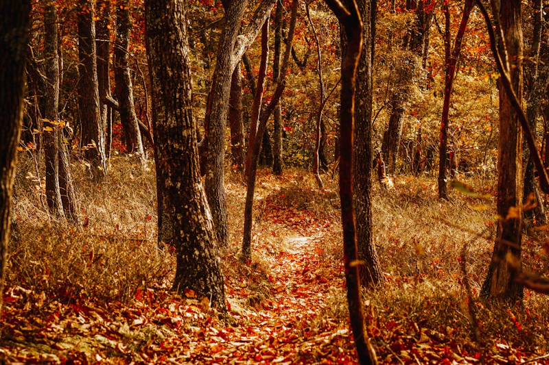 Autumn trail.