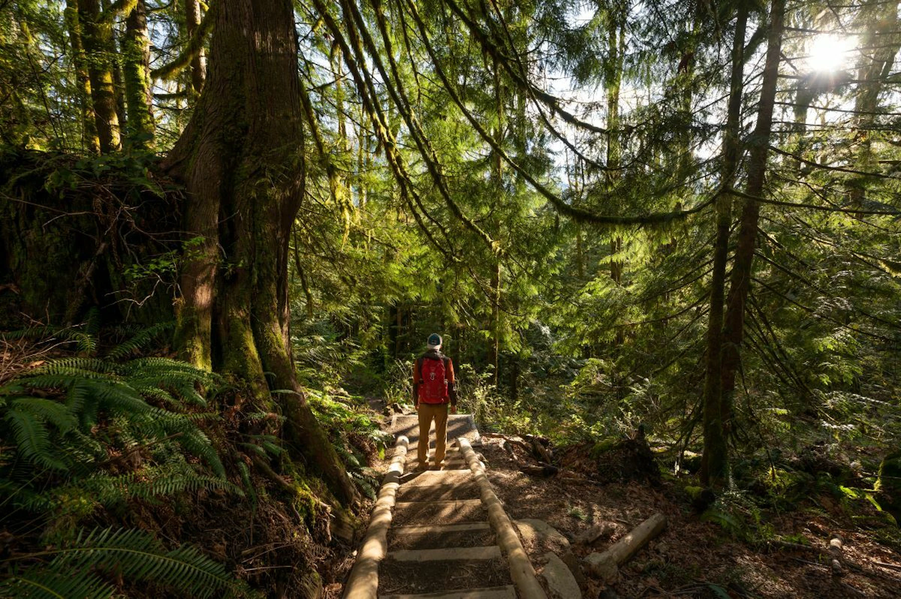 a hiker walks up a trail in the forest