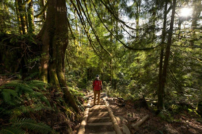 a hiker walks up a trail in the forest