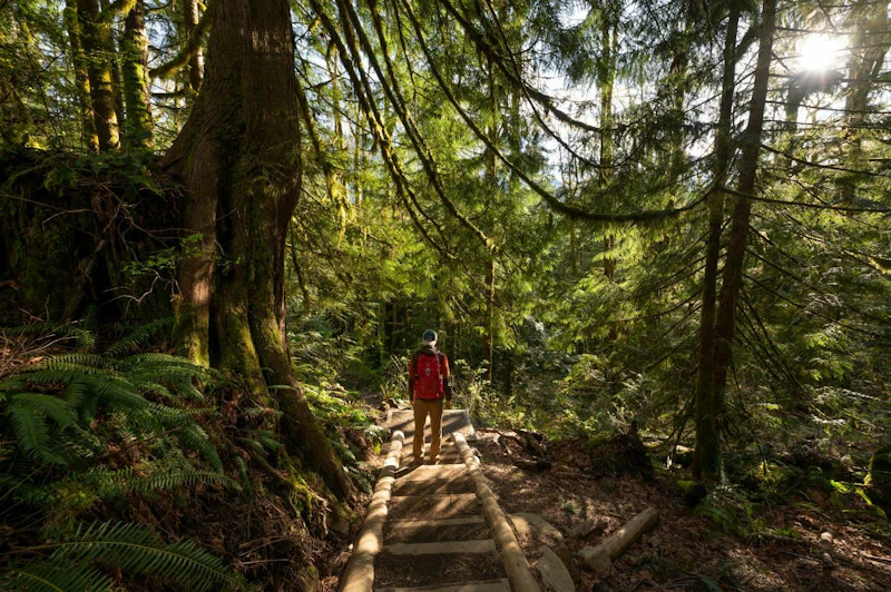 a hiker walks up a trail in the forest