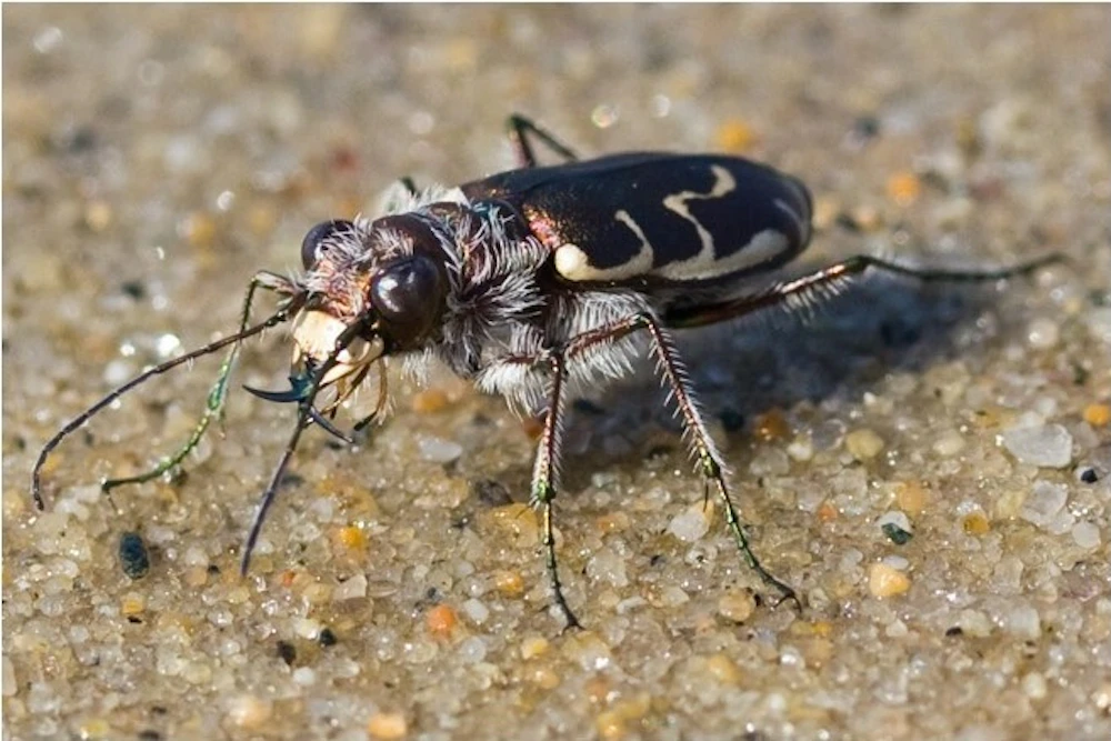 Tiger Beetle