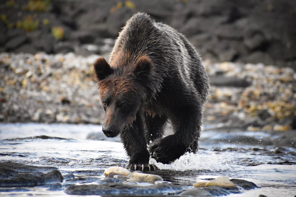 Tongass Nf Brown Bear Grace Harang