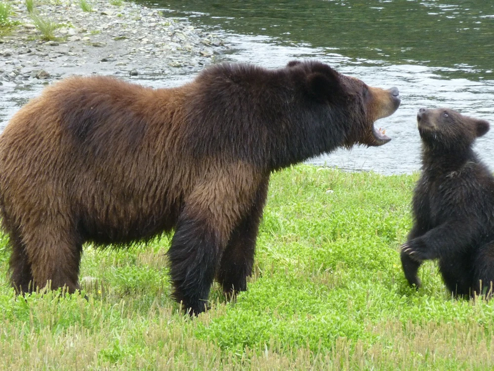 Tongass Nf Kootznoowoo Wilderness Don Mac Dougall Usfs 2