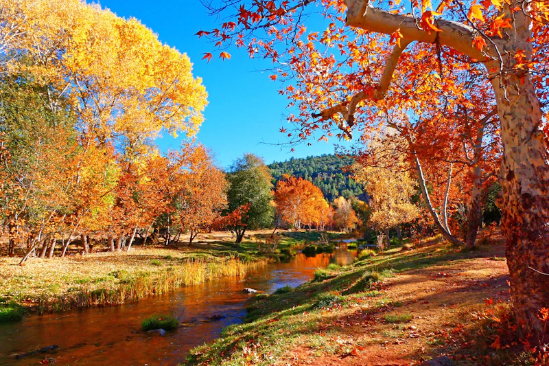 Creek through an autumn aspen grove.