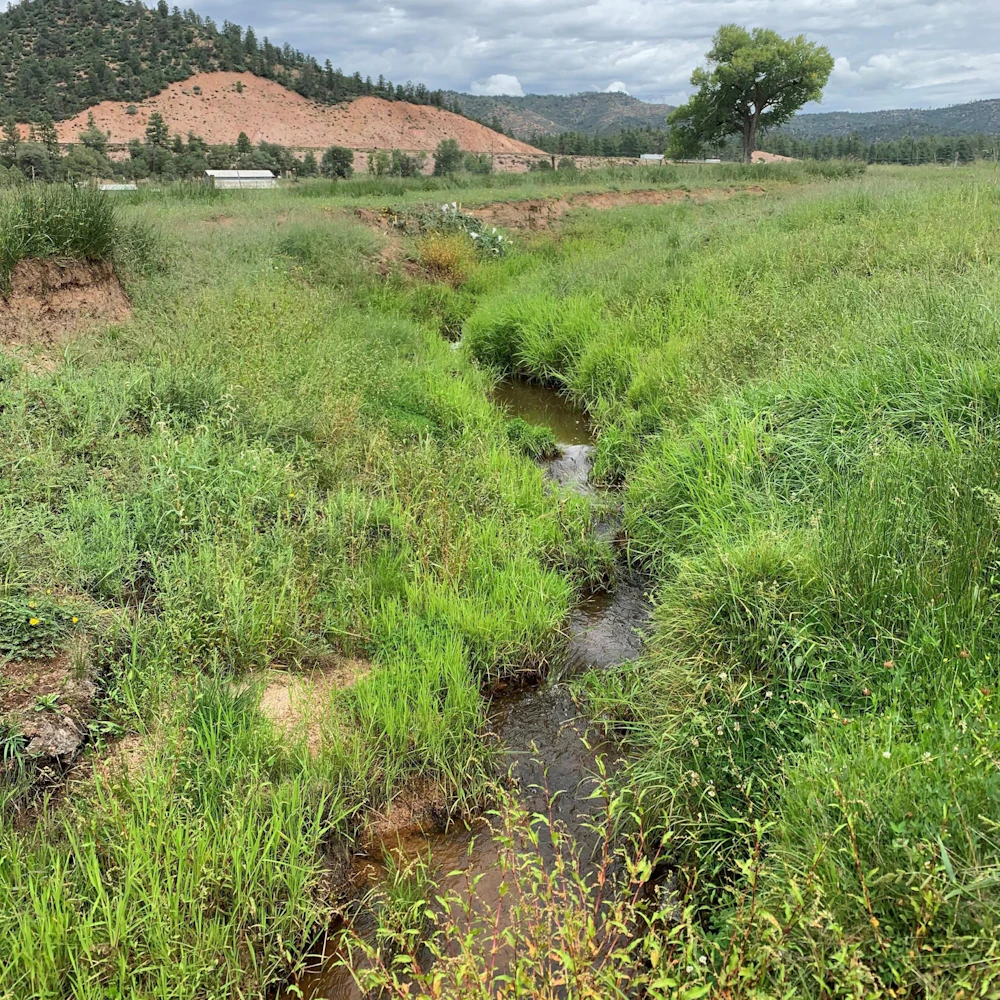 Tonto NF Little Green Valley Fen NFF 2