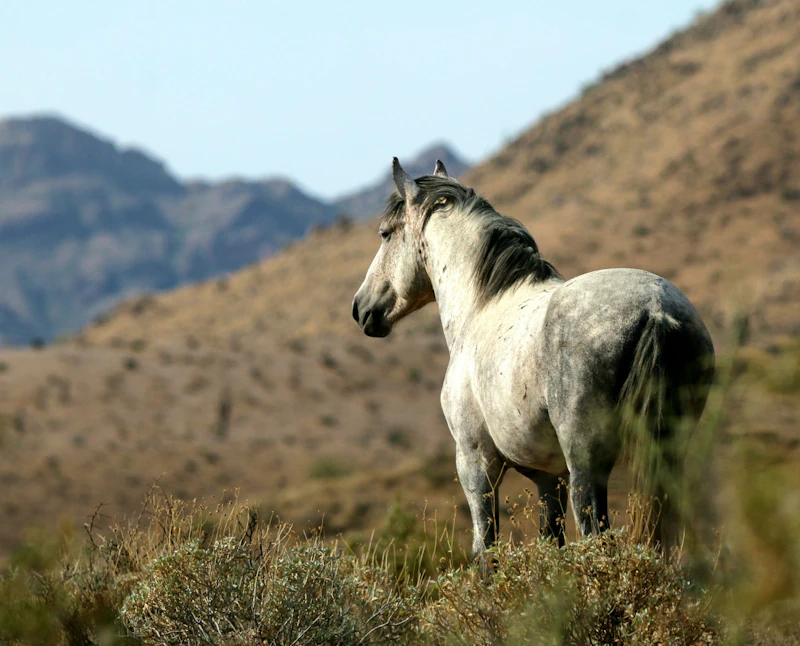 Wild horse.