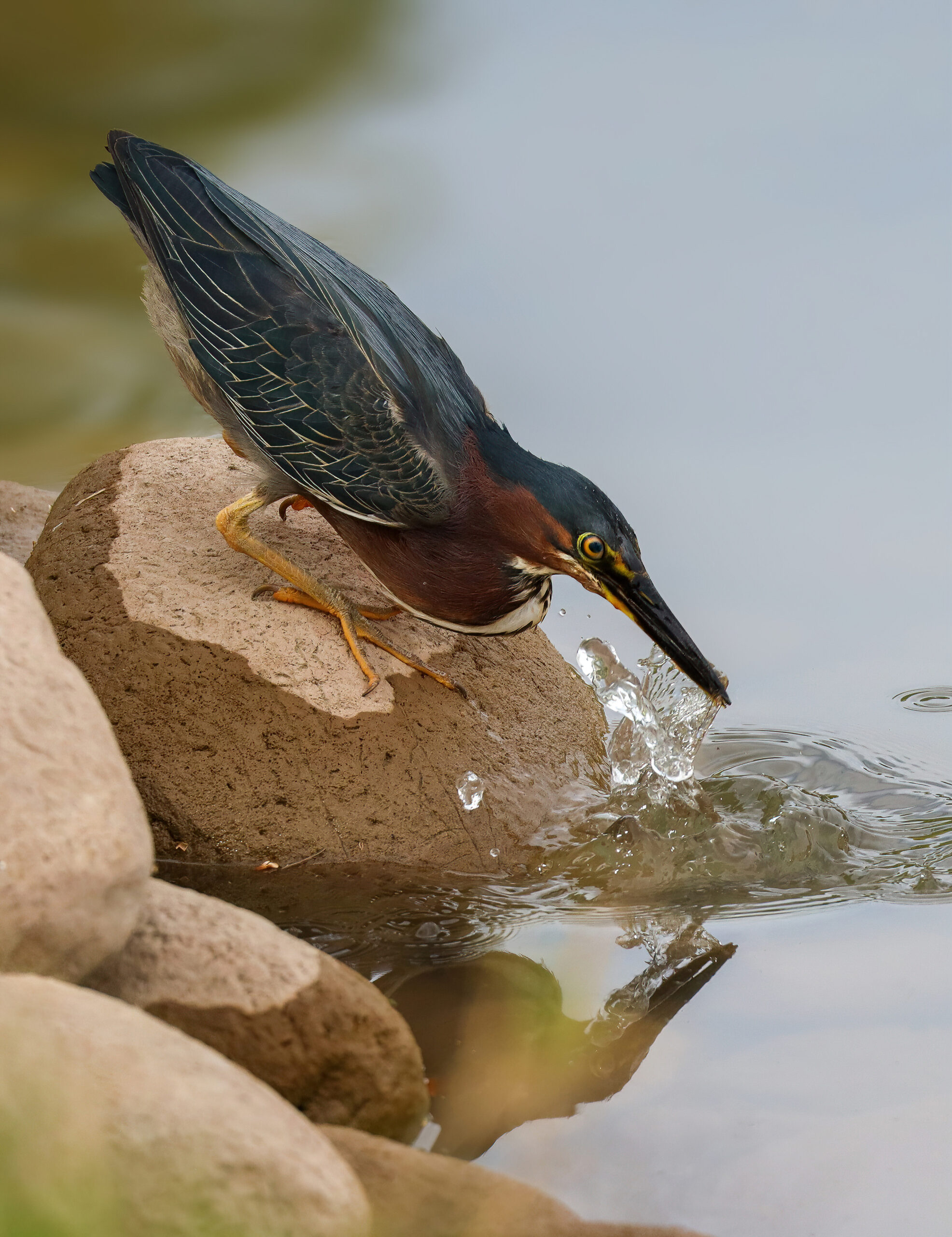 Green Heron catches a small crayfish in a stream.
