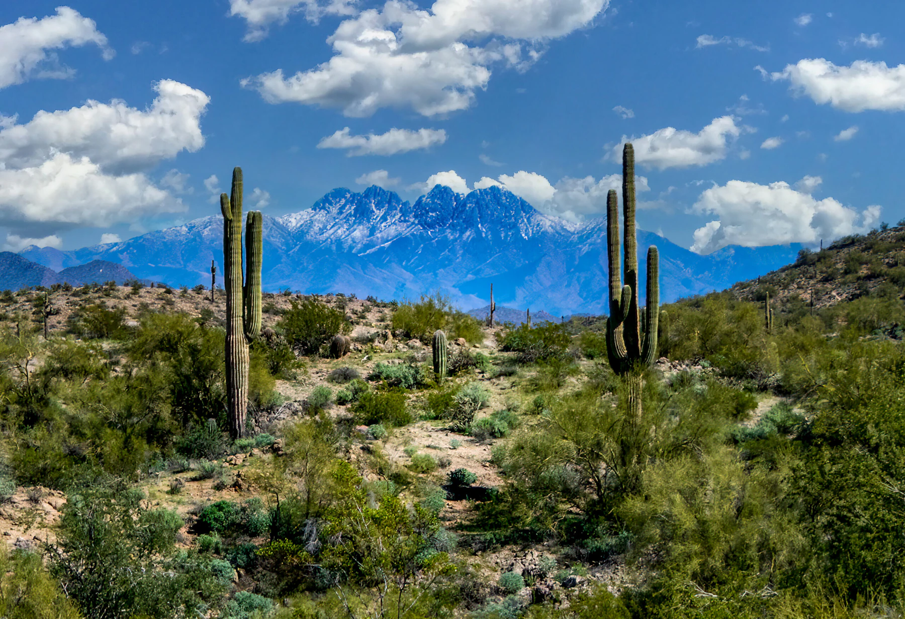 Two saguaro cacti frame a mountain in the distance.