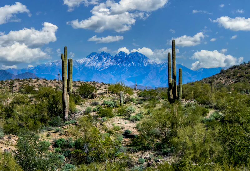 Tonto National Forest  National Forest Foundation