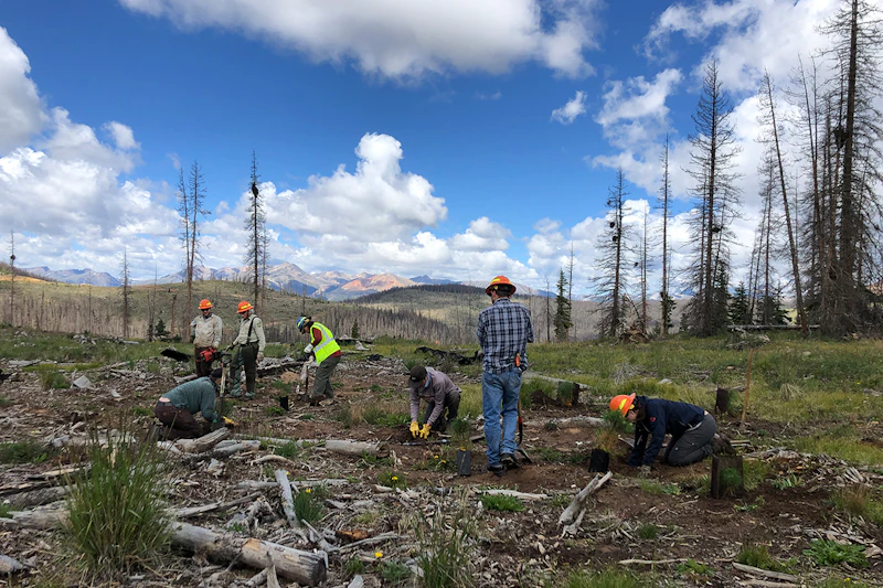 Tree Planting On Slumgullion Pass Elevation 11530