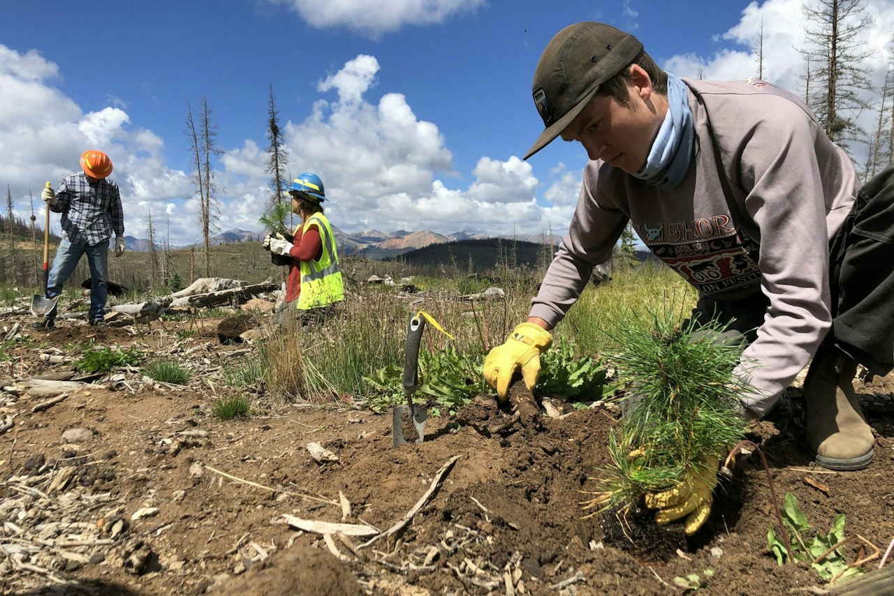 Minute Key to plant 1 million trees in National Forests — National ...
