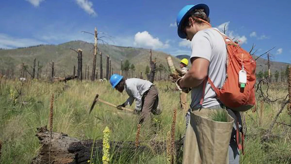 Trees for Change