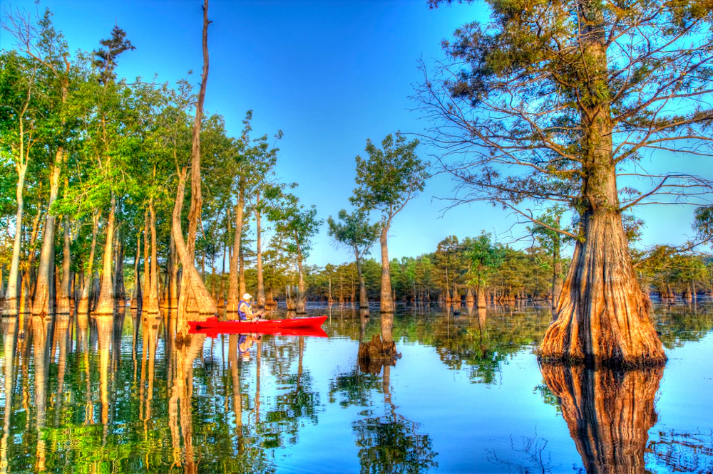 Tupelo-Gum-Trees finchlake2000