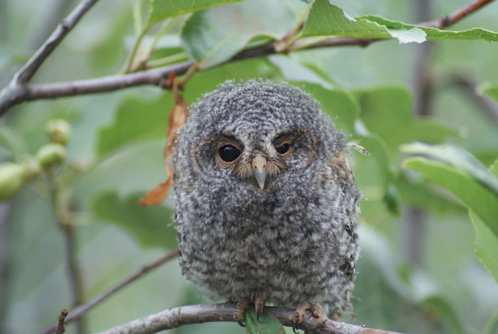 Uwc Nf Owl Usfs