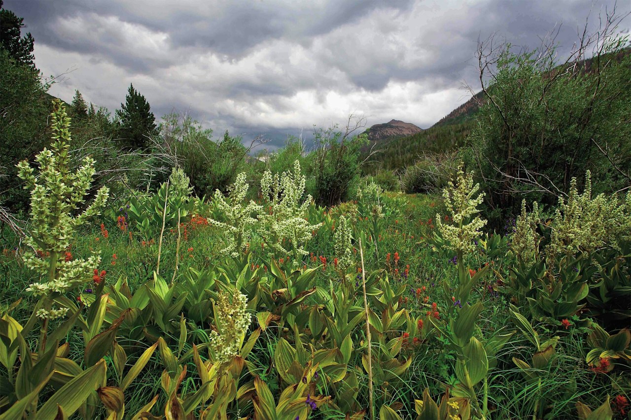 A Multi-use Forest Leads Change for Collaboration - Uinta-Wasatch-Cache ...