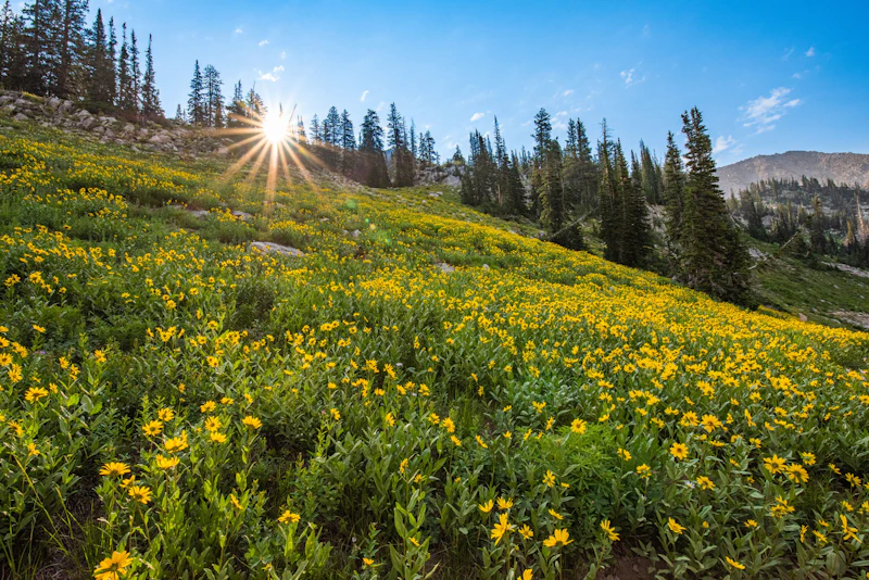 Wildflowers.