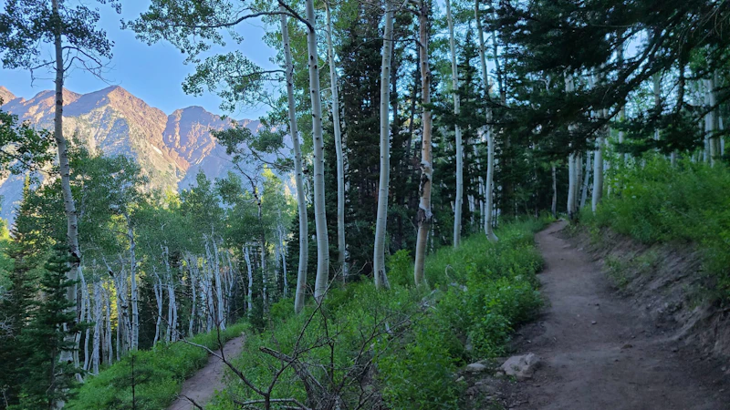 Uinta Wasatch Cache National Forest Ashley Tepen 7268