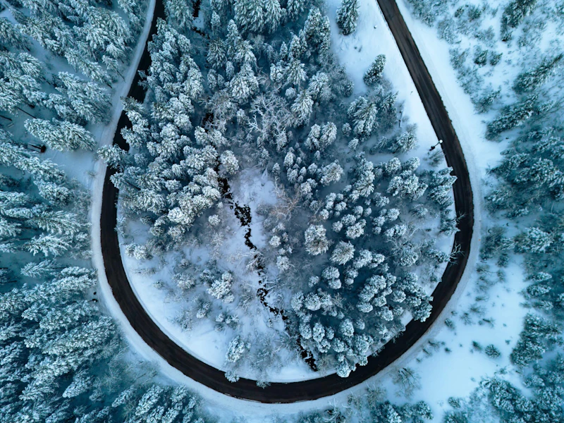 Snow covered trees around a winding road.