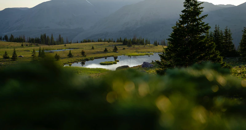 Alpine lake through the forest.