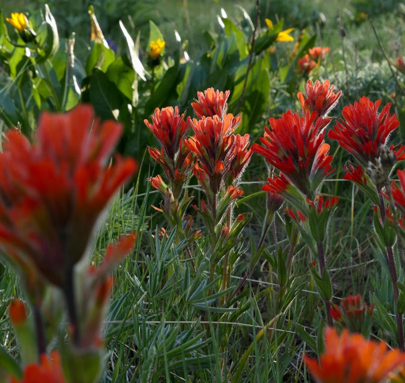 Alpine paintbrush