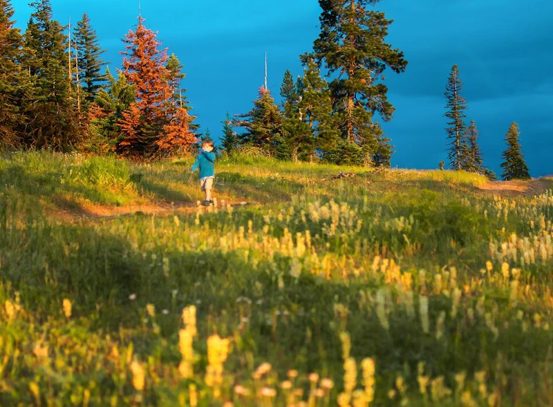 Boy walking in a field of wildflowers.