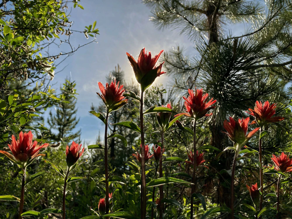 small red wildflowers backlit by the sun