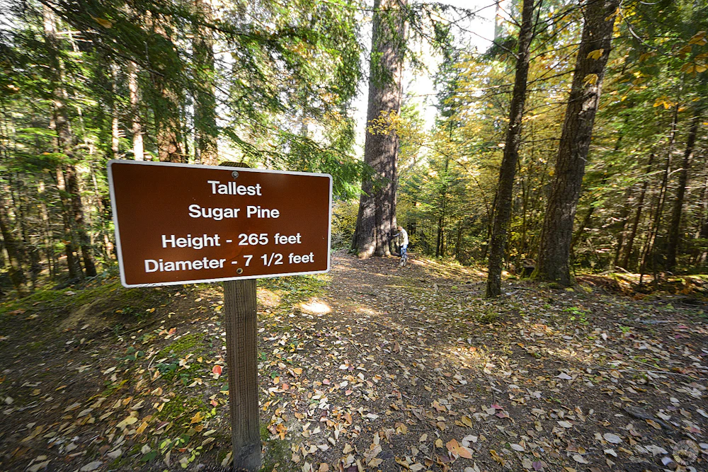 Umqua NF Acker Rock LO Terry Musgrove 6