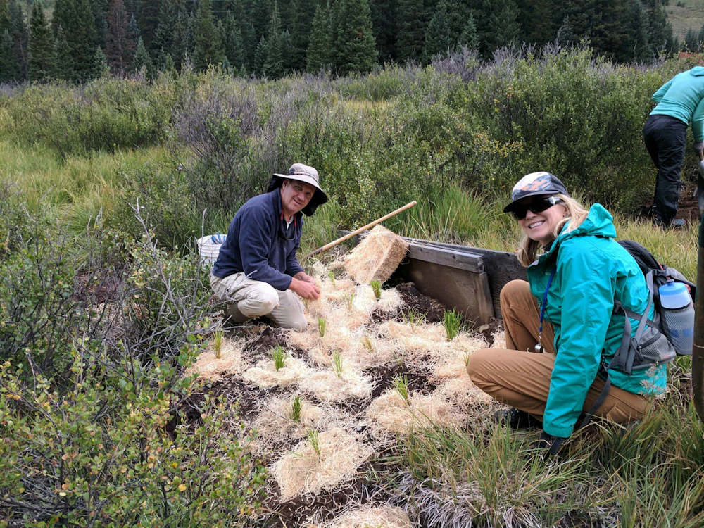 Volunteers Mulch Around Each Sedge With Excelsior