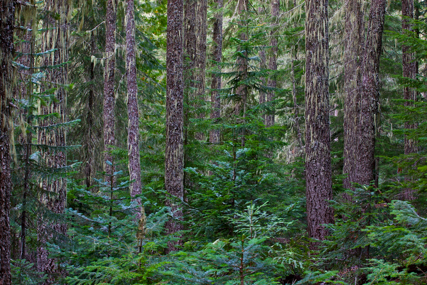 Wa Gifford Pinchot Nf F8 Mt Adams