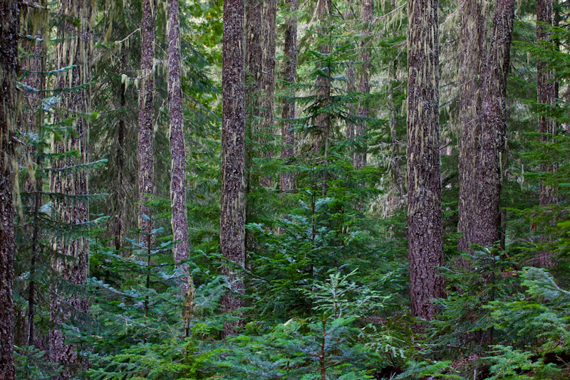 Wa Gifford Pinchot Nf F8 Mt Adams