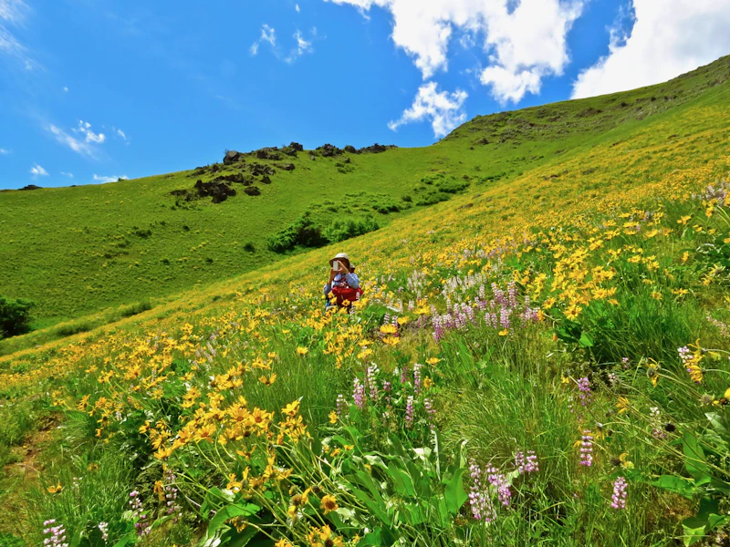 Hiker going uphill in a field of wildflowers.
